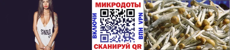 shop наркотические препараты  Дубовка  Псилоцибиновые грибы Psilocybine cubensis 